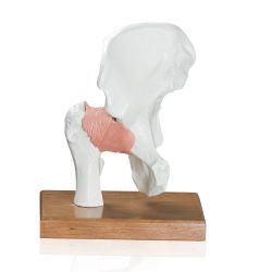 Anatomical scapula model