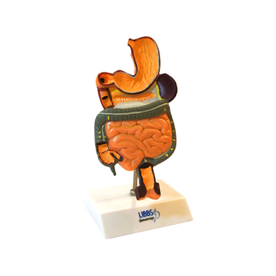 Modelo Anatômico do Sistema Digestivo