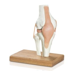 Anatomical model of the Knee