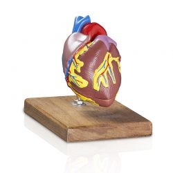 Coração Tamanho Natural- Modelo Anatômico